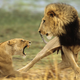 A female lion scares off a male lion.